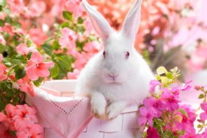 Springtime Hare769107127 300x200 - Springtime Hare - Springtime, Lovely, Hare